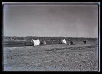 Tamariskenwald am ʿAdhaim (Camp on ʿAdhaim)